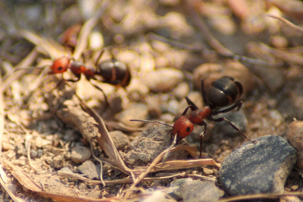 Giant Ant Hill Overlooking Sandpoint